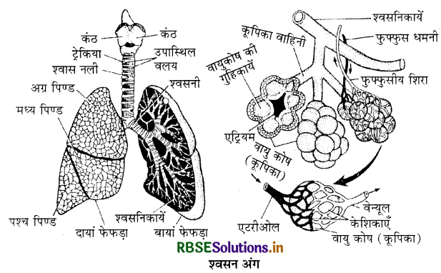 RBSE Class 11 Biology Important Questions Chapter 17 श्वसन और गैसों का विनिमय 10