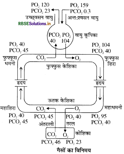 RBSE Class 11 Biology Important Questions Chapter 17 श्वसन और गैसों का विनिमय 11