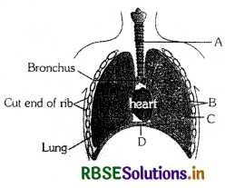 RBSE Class 11 Biology Important Questions Chapter 17 श्वसन और गैसों का विनिमय 13
