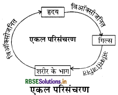 RBSE Class 11 Biology Important Questions Chapter 18 शरीर द्रव तथा परिसंचरण 1