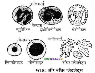 RBSE Class 11 Biology Important Questions Chapter 18 शरीर द्रव तथा परिसंचरण 10