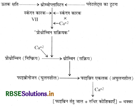 RBSE Class 11 Biology Important Questions Chapter 18 शरीर द्रव तथा परिसंचरण 12