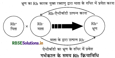 RBSE Class 11 Biology Important Questions Chapter 18 शरीर द्रव तथा परिसंचरण 13
