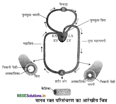 RBSE Class 11 Biology Important Questions Chapter 18 शरीर द्रव तथा परिसंचरण 14