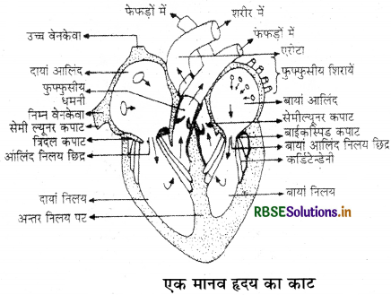 RBSE Class 11 Biology Important Questions Chapter 18 शरीर द्रव तथा परिसंचरण 15