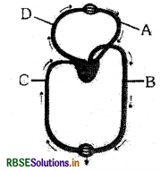 RBSE Class 11 Biology Important Questions Chapter 18 शरीर द्रव तथा परिसंचरण 20