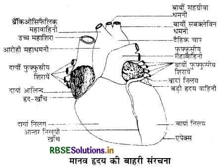 RBSE Class 11 Biology Important Questions Chapter 18 शरीर द्रव तथा परिसंचरण 3