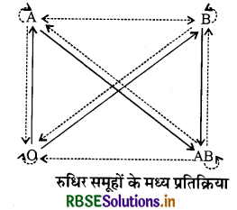 RBSE Class 11 Biology Important Questions Chapter 18 शरीर द्रव तथा परिसंचरण 4