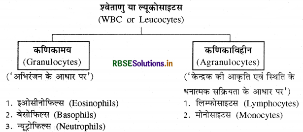 RBSE Class 11 Biology Important Questions Chapter 18 शरीर द्रव तथा परिसंचरण 9