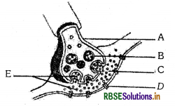 RBSE Class 11 Biology Important Questions Chapter 21 तंत्रिकीय नियंत्रण एवं समन्वय 11