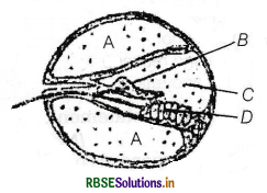 RBSE Class 11 Biology Important Questions Chapter 21 तंत्रिकीय नियंत्रण एवं समन्वय 12