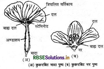 RBSE Solutions for Class 12 Biology Chapter 1 जीवों में जनन 1