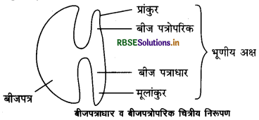 RBSE Solutions for Class 12 Biology Chapter 2 पुष्पी पादपों में लैंगिक प्रजनन 3