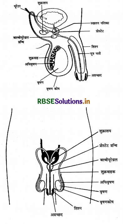 RBSE Solutions for Class 12 Biology Chapter 3 मानव जनन 1