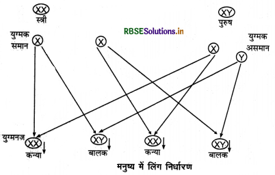 RBSE Solutions for Class 12 Biology Chapter 3 मानव जनन 10