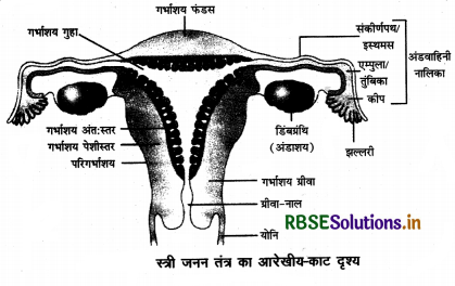 RBSE Solutions for Class 12 Biology Chapter 3 मानव जनन 2