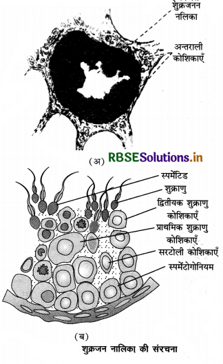RBSE Solutions for Class 12 Biology Chapter 3 मानव जनन 3