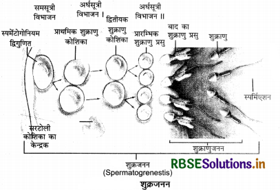 RBSE Solutions for Class 12 Biology Chapter 3 मानव जनन 4
