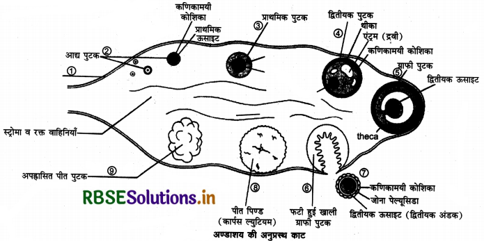 RBSE Solutions for Class 12 Biology Chapter 3 मानव जनन 6