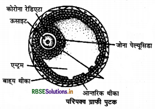 RBSE Solutions for Class 12 Biology Chapter 3 मानव जनन 7