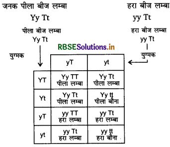 RBSE Solutions for Class 12 Biology Chapter 5 वंशागति तथा विविधता के सिद्धांत 4
