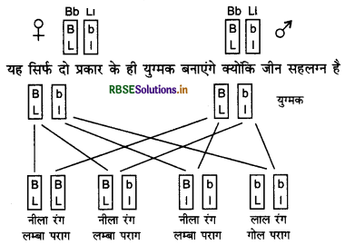 RBSE Solutions for Class 12 Biology Chapter 5 वंशागति तथा विविधता के सिद्धांत 6