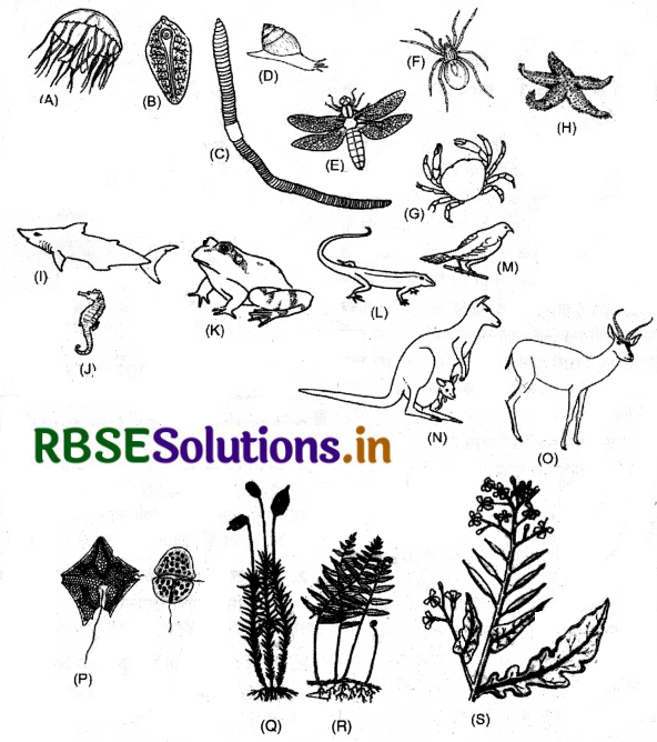 RBSE Solutions for Class 12 Biology Chapter 7 विकास 1