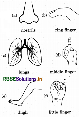 RBSE Solutions for Class 5 English Chapter 2 Let’s Learn Pranayam 10