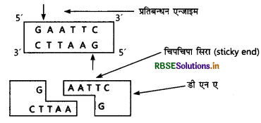 RBSE Solutions for Class 12 Biology Chapter 11 जैव प्रौद्योगिकी-सिद्धांत व प्रक्रम 1