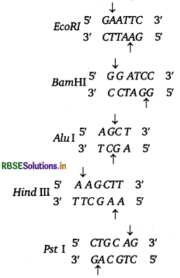 RBSE Solutions for Class 12 Biology Chapter 11 जैव प्रौद्योगिकी-सिद्धांत व प्रक्रम 2