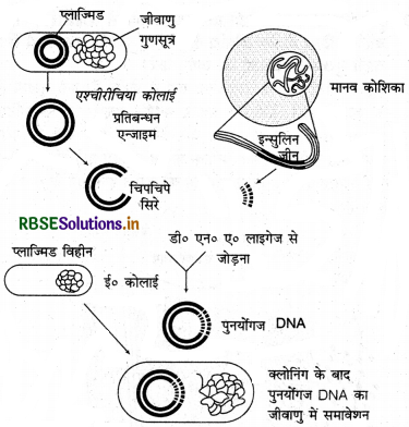 RBSE Solutions for Class 12 Biology Chapter 12 जैव प्रौद्योगिकी एवं उसके उपयोग 2