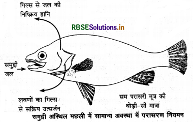 RBSE Solutions for Class 12 Biology Chapter 13 जीव और समष्टियाँ 1