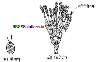 RBSE Class 12 Biology Important Questions Chapter 1 जीवों में जनन 3
