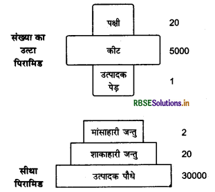 RBSE Solutions for Class 12 Biology Chapter 14 पारितंत्र 1