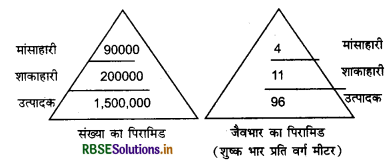 RBSE Solutions for Class 12 Biology Chapter 14 पारितंत्र 3