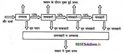 RBSE Solutions for Class 12 Biology Chapter 14 पारितंत्र 6