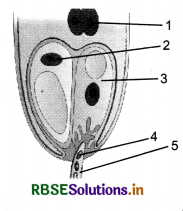 RBSE Class 12 Biology Important Questions Chapter 2 पुष्पी पादपों में लैंगिक प्रजनन 16