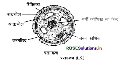 RBSE Class 12 Biology Important Questions Chapter 2 पुष्पी पादपों में लैंगिक प्रजनन 4