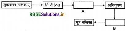 RBSE Class 12 Biology Important Questions Chapter 3 मानव जनन 11