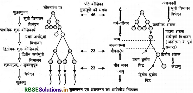 RBSE Class 12 Biology Important Questions Chapter 3 मानव जनन 12