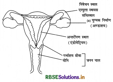RBSE Class 12 Biology Important Questions Chapter 3 मानव जनन 13