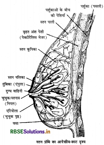 RBSE Class 12 Biology Important Questions Chapter 3 मानव जनन 14