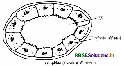 RBSE Class 12 Biology Important Questions Chapter 3 मानव जनन 15
