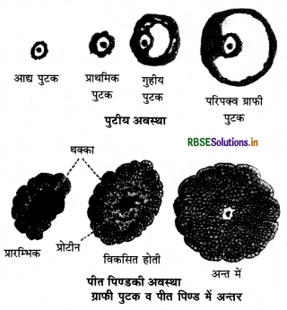 RBSE Class 12 Biology Important Questions Chapter 3 मानव जनन 2