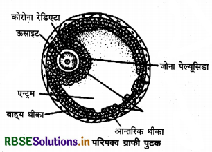 RBSE Class 12 Biology Important Questions Chapter 3 मानव जनन 3