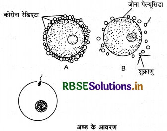 RBSE Class 12 Biology Important Questions Chapter 3 मानव जनन 4