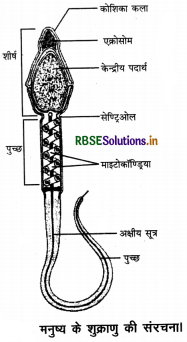  RBSE Class 12 Biology Important Questions Chapter 3 मानव जनन 5