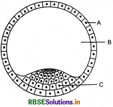 RBSE Class 12 Biology Important Questions Chapter 3 मानव जनन 6