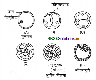 RBSE Class 12 Biology Important Questions Chapter 3 मानव जनन 7