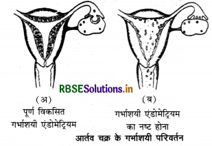 RBSE Class 12 Biology Important Questions Chapter 3 मानव जनन 9